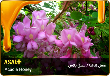 عسل-اقاقیا-Acacia-honey-عسل-پلاس_01