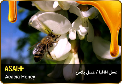 عسل-اقاقیا-Acacia-honey-عسل-پلاس_03