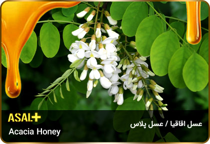 عسل-اقاقیا-Acacia-honey-عسل-پلاس_04