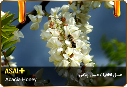 عسل-اقاقیا-Acacia-honey-عسل-پلاس_05