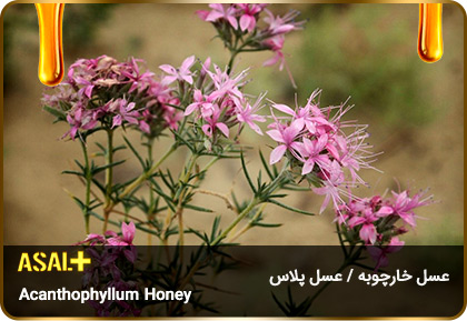 عسل-خارچوبه-acanthophyllum-Honey-عسل-پلاس