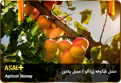 apricot-honey-عسل-زردآلو-عسل-پلاس_06