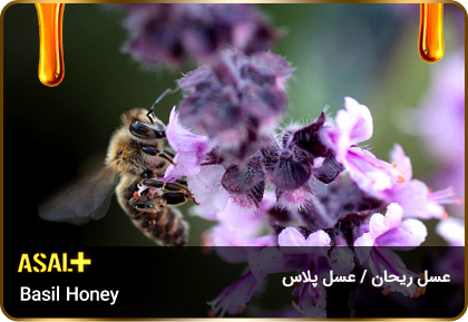 عسل-ریحان-Basil-honey-عسل-پلاس_02