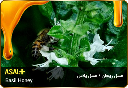 عسل-ریحان-Basil-honey-عسل-پلاس_04