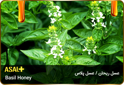 عسل-ریحان-Basil-honey-عسل-پلاس_05