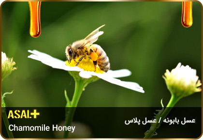عسل-بابونه-Chamomile-honey-عسل-پلاس_05