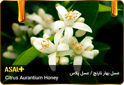 عسل-بهار-نارنج-Citrus-aurantium-honey-عسل-پلاس_05