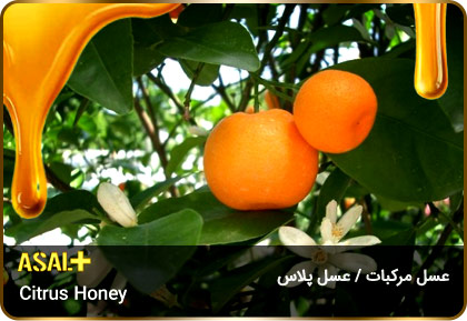 عسل-مرکبات-citrus-honey-عسل-پلاس_04