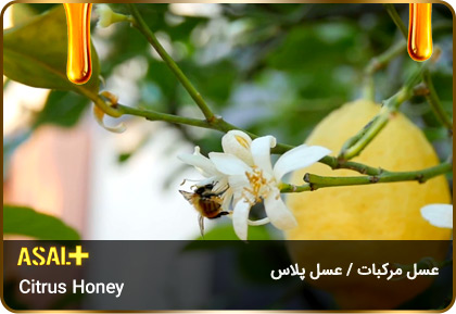عسل-مرکبات-citrus-honey-عسل-پلاس_05