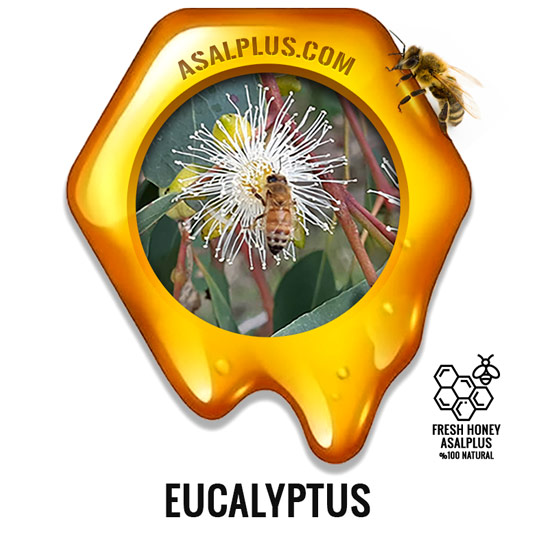 عسل-اکالیپتوس-eucalyptus-honey-عسل-پلاس