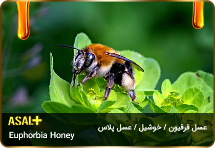 عسل-فرفیون-عسل-خوشیل-Euphorbia-honey-عسل-پلاس_02