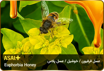 عسل-فرفیون-عسل-خوشیل-Euphorbia-honey-عسل-پلاس_06