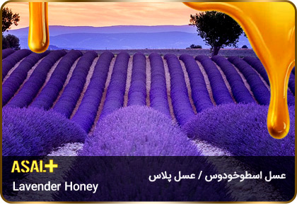عسل-اسطوخودوس-Lavender-honey-عسل-پلاس_06