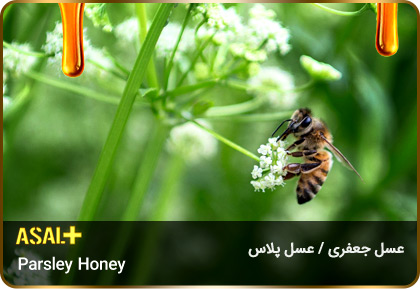 عسل-جعفری-Parsley-honey-عسل-پلاس_05