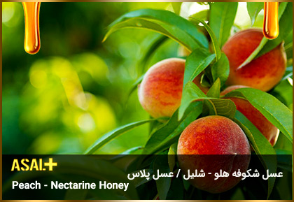 عسل-شکوفه-هلو-شلیل-Peach-Nectarine-Honey-عسل-پلاس