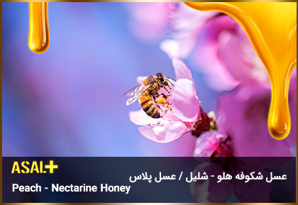 عسل-شکوفه-هلو-شلیل-Peach-Nectarine-Honey-عسل-پلاس