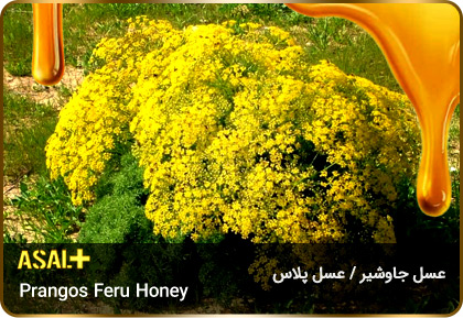 عسل-جاوشیر-Prangos-honey-عسل-پلاس