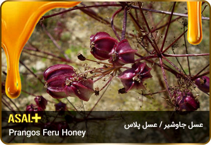 عسل-جاوشیر-Prangos-honey-عسل-پلاس