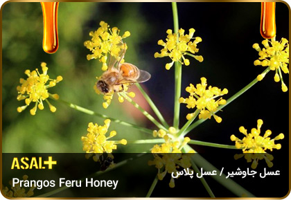 عسل-جاوشیر-Prangos-honey-عسل-پلاس