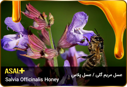 عسل-مریم-گلی-Salvia-officinalis-honey-عسل-پلاس_06