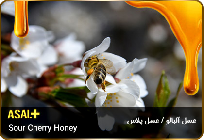 عسل-آلبالو-Sour-Cherry-honey-عسل-پلاس_03