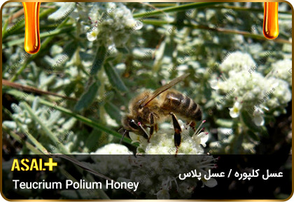 عسل-کلپوره-Teucrium-polium-honey-عسل-پلاس_02