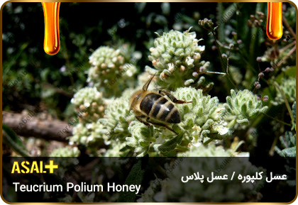 عسل-کلپوره-Teucrium-polium-honey-عسل-پلاس_05