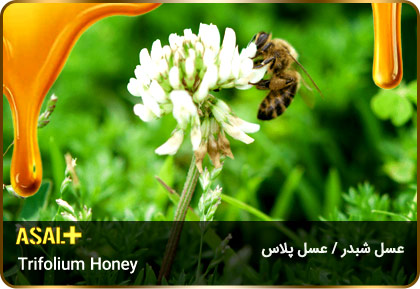 عسل-شبدر-Trifolium-honey-عسل-پلاس_04