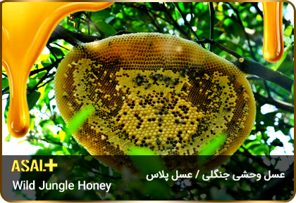 عسل-جنگلی-jungle-honey-عسل-پلاس_01