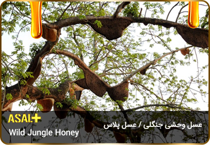 عسل-جنگلی-jungle-honey-عسل-پلاس_05