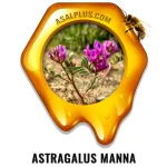 عسل گزانگبین