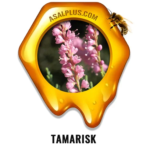 Tamarisk Honey عسل گز - Image 1