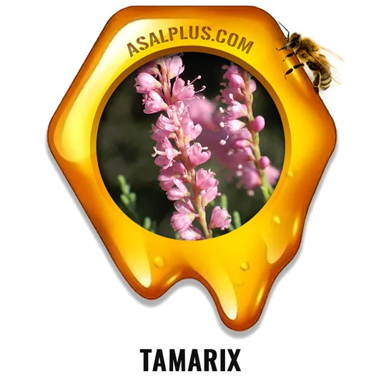 Tamarix Honey عسل گز - تصویر 1