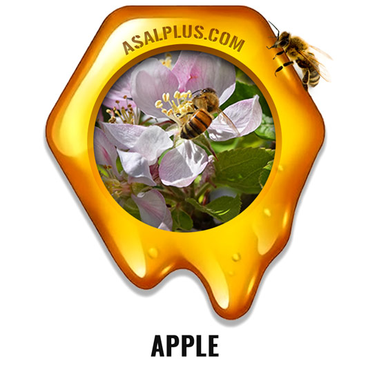 Apple Honey عسل شکوفه سیب - Image 1