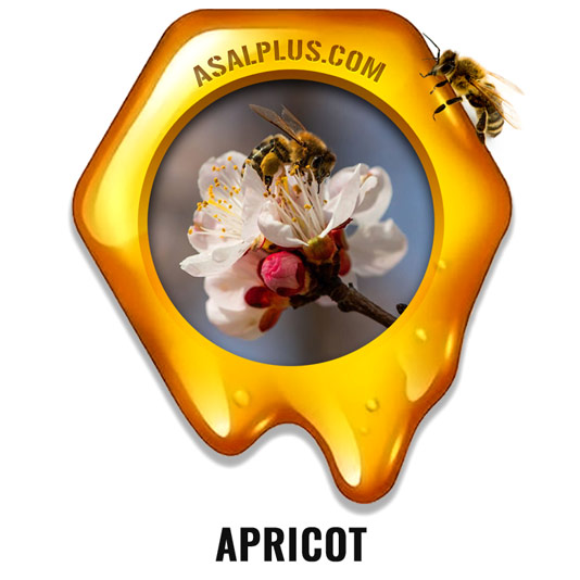 Apricot Honey عسل شکوفه زردآلو - Image 1