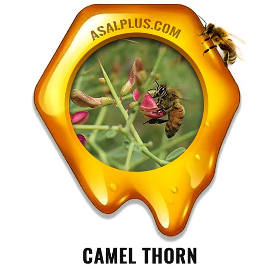 Camel Thorn عسل خارشتر - تصویر 1