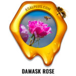 عسل گل محمدی