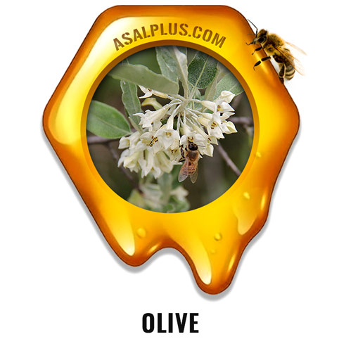 olive blossom honey عسل زیتون - Image 1