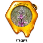 عسل سنبله ارغوانی