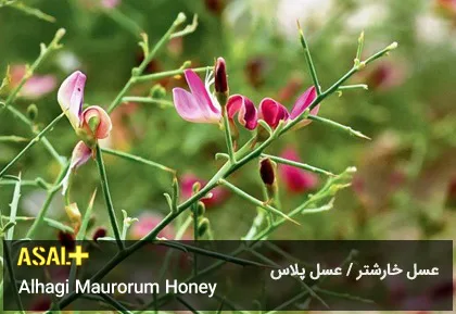 عسل خارشتر Alhagi Maurorum Honey عسل پلاس 01