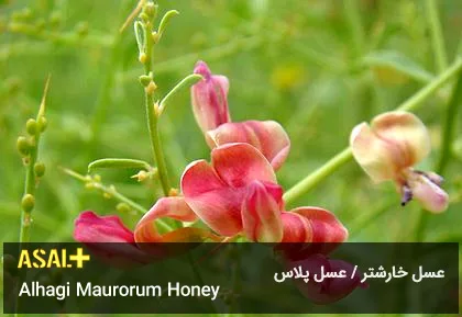 عسل خارشتر Alhagi Maurorum Honey عسل پلاس 02