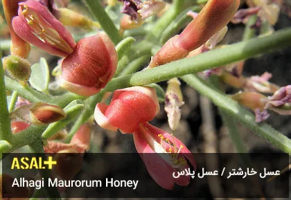 عسل خارشتر Alhagi Maurorum Honey عسل پلاس 03