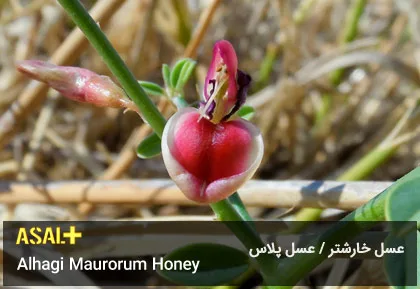 عسل خارشتر Alhagi Maurorum Honey عسل پلاس 04