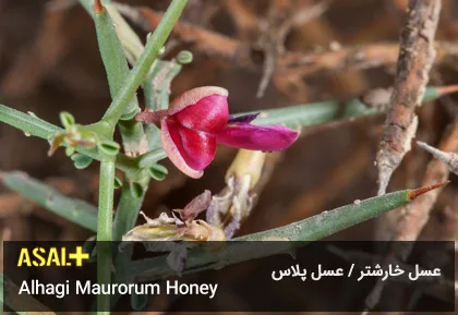 عسل خارشتر Alhagi Maurorum Honey عسل پلاس 05