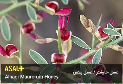 عسل خارشتر Alhagi Maurorum Honey عسل پلاس 06