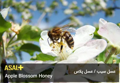 عسل سیب Apple Honey عسل پلاس 01