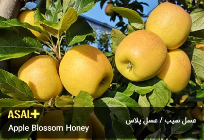 عسل سیب Apple Honey عسل پلاس 02