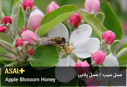 عسل سیب Apple Honey عسل پلاس 03
