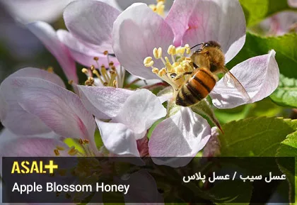 عسل سیب Apple Honey عسل پلاس 04