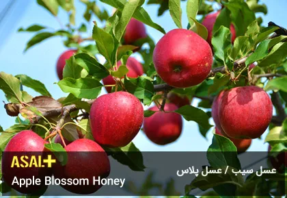 عسل سیب Apple Honey عسل پلاس 05